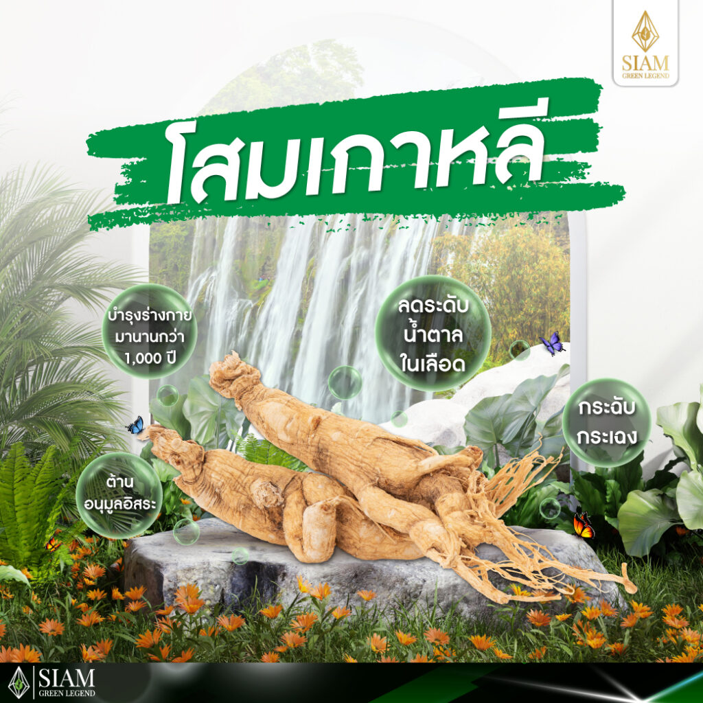 โสมเกาหลี